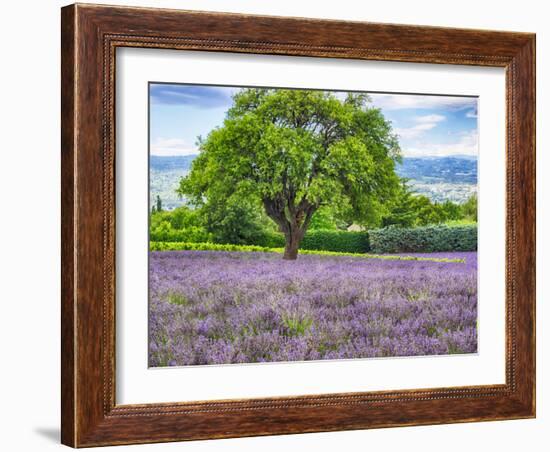 France, Provence, Lone Tree in Lavender Field-Terry Eggers-Framed Photographic Print