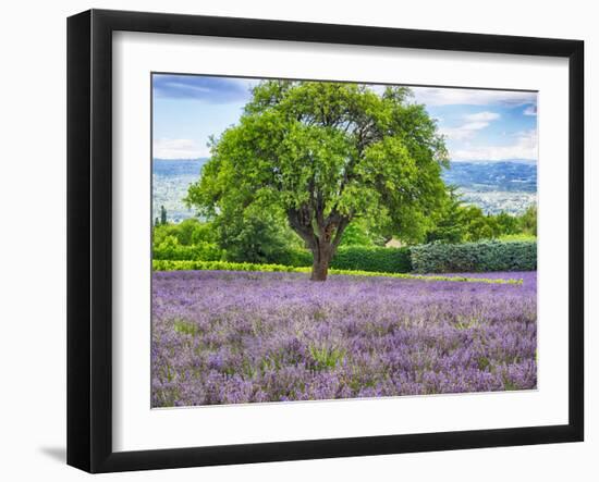 France, Provence, Lone Tree in Lavender Field-Terry Eggers-Framed Photographic Print