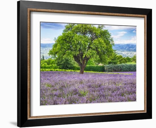 France, Provence, Lone Tree in Lavender Field-Terry Eggers-Framed Photographic Print