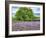 France, Provence, Lone Tree in Lavender Field-Terry Eggers-Framed Photographic Print