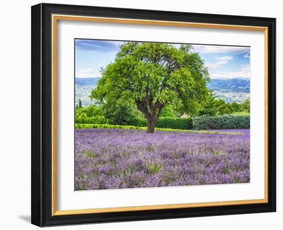 France, Provence, Lone Tree in Lavender Field-Terry Eggers-Framed Photographic Print