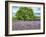 France, Provence, Lone Tree in Lavender Field-Terry Eggers-Framed Photographic Print