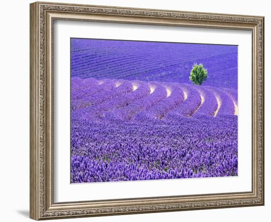 France, Provence, Lone Tree in Lavender Field-Terry Eggers-Framed Photographic Print