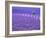 France, Provence, Lone Tree in Lavender Field-Terry Eggers-Framed Photographic Print