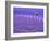 France, Provence, Lone Tree in Lavender Field-Terry Eggers-Framed Photographic Print