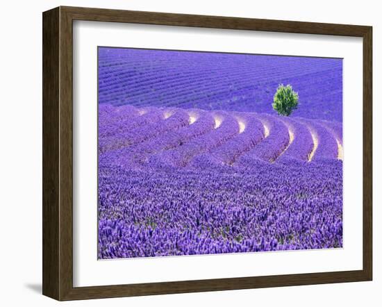 France, Provence, Lone Tree in Lavender Field-Terry Eggers-Framed Photographic Print