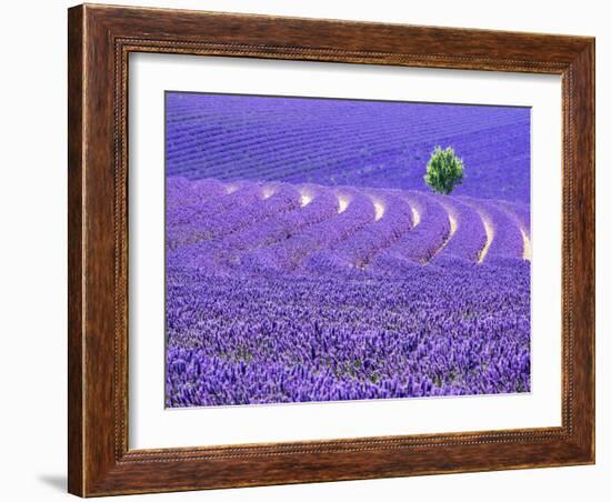 France, Provence, Lone Tree in Lavender Field-Terry Eggers-Framed Photographic Print