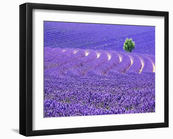 France, Provence, Lone Tree in Lavender Field-Terry Eggers-Framed Photographic Print