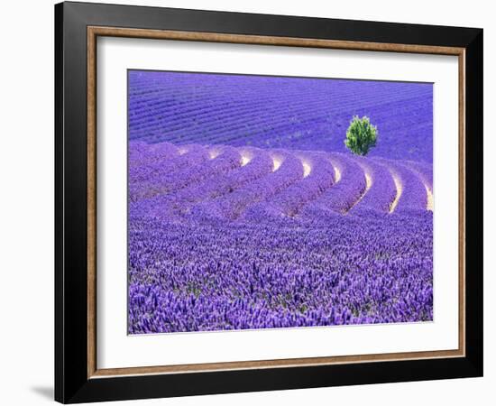 France, Provence, Lone Tree in Lavender Field-Terry Eggers-Framed Photographic Print