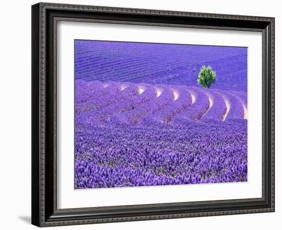 France, Provence, Lone Tree in Lavender Field-Terry Eggers-Framed Photographic Print