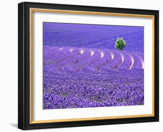 France, Provence, Lone Tree in Lavender Field-Terry Eggers-Framed Photographic Print