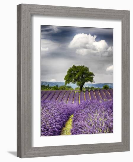 France, Provence, Lone Tree in Lavender Field-Terry Eggers-Framed Photographic Print