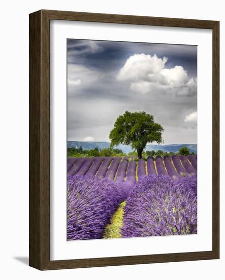 France, Provence, Lone Tree in Lavender Field-Terry Eggers-Framed Photographic Print