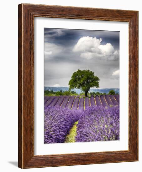 France, Provence, Lone Tree in Lavender Field-Terry Eggers-Framed Photographic Print