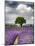 France, Provence, Lone Tree in Lavender Field-Terry Eggers-Mounted Photographic Print