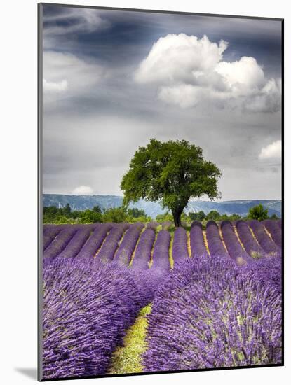 France, Provence, Lone Tree in Lavender Field-Terry Eggers-Mounted Photographic Print