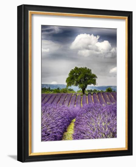 France, Provence, Lone Tree in Lavender Field-Terry Eggers-Framed Photographic Print