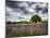 France, Provence, Lone Tree in Lavender Field-Terry Eggers-Mounted Photographic Print