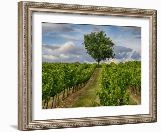 France, Provence, Lone Tree in Vineyard-Terry Eggers-Framed Photographic Print