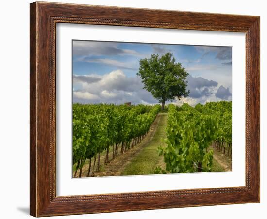 France, Provence, Lone Tree in Vineyard-Terry Eggers-Framed Photographic Print