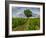 France, Provence, Lone Tree in Vineyard-Terry Eggers-Framed Photographic Print