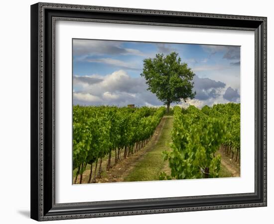 France, Provence, Lone Tree in Vineyard-Terry Eggers-Framed Photographic Print