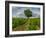 France, Provence, Lone Tree in Vineyard-Terry Eggers-Framed Photographic Print