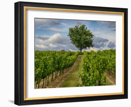 France, Provence, Lone Tree in Vineyard-Terry Eggers-Framed Photographic Print