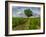 France, Provence, Lone Tree in Vineyard-Terry Eggers-Framed Photographic Print