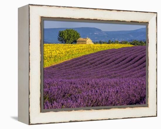 France, Provence, Old Farm House in Field of Lavender and Sunflowers-Terry Eggers-Framed Premier Image Canvas