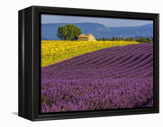 France, Provence, Old Farm House in Field of Lavender and Sunflowers-Terry Eggers-Framed Premier Image Canvas