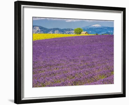 France, Provence, Old Farm House in Field of Lavender and Sunflowers-Terry Eggers-Framed Photographic Print