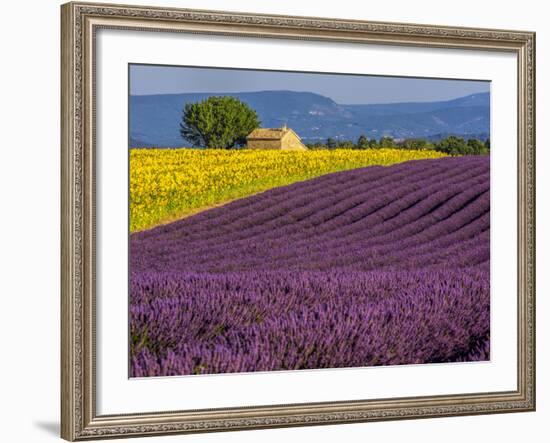 France, Provence, Old Farm House in Field of Lavender and Sunflowers-Terry Eggers-Framed Photographic Print