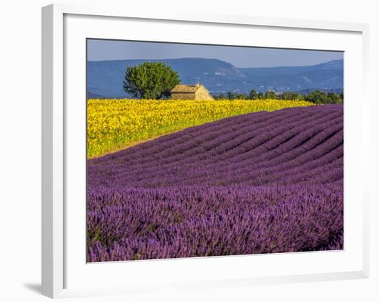 France, Provence, Old Farm House in Field of Lavender and Sunflowers-Terry Eggers-Framed Photographic Print