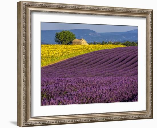 France, Provence, Old Farm House in Field of Lavender and Sunflowers-Terry Eggers-Framed Photographic Print