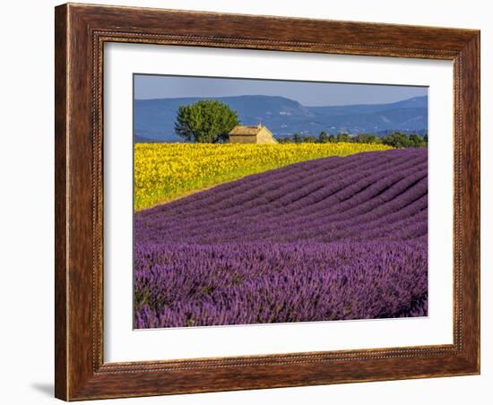 France, Provence, Old Farm House in Field of Lavender and Sunflowers-Terry Eggers-Framed Photographic Print