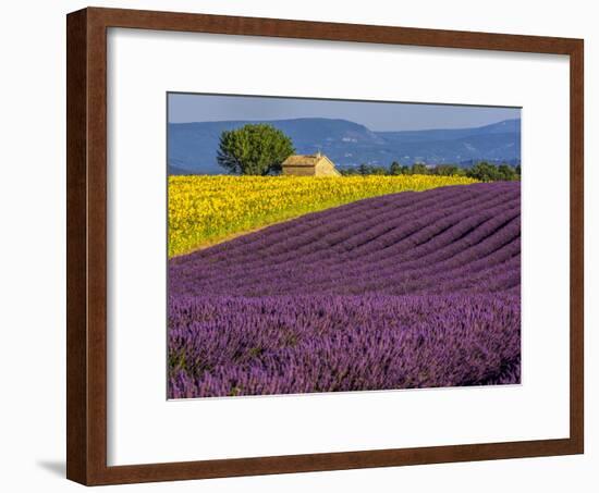 France, Provence, Old Farm House in Field of Lavender and Sunflowers-Terry Eggers-Framed Photographic Print