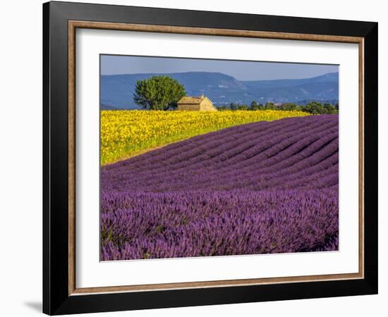 France, Provence, Old Farm House in Field of Lavender and Sunflowers-Terry Eggers-Framed Photographic Print