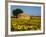 France, Provence, Old Farm House in Field of Sunflowers-Terry Eggers-Framed Premium Photographic Print