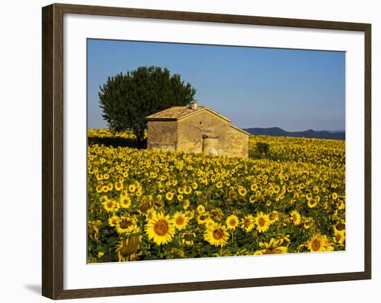 France, Provence, Old Farm House in Field of Sunflowers-Terry Eggers-Framed Premium Photographic Print