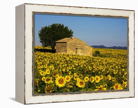 France, Provence, Old Farm House in Field of Sunflowers-Terry Eggers-Framed Premier Image Canvas