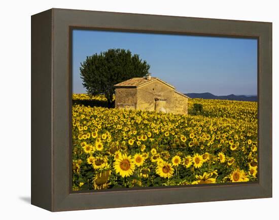 France, Provence, Old Farm House in Field of Sunflowers-Terry Eggers-Framed Premier Image Canvas