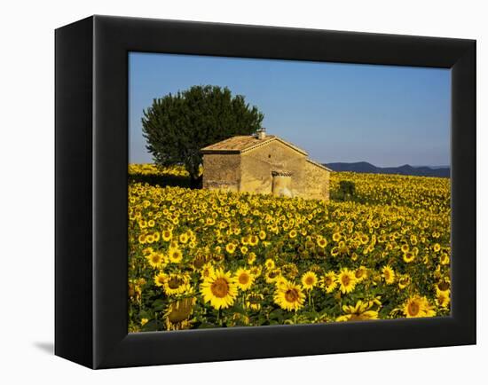 France, Provence, Old Farm House in Field of Sunflowers-Terry Eggers-Framed Premier Image Canvas