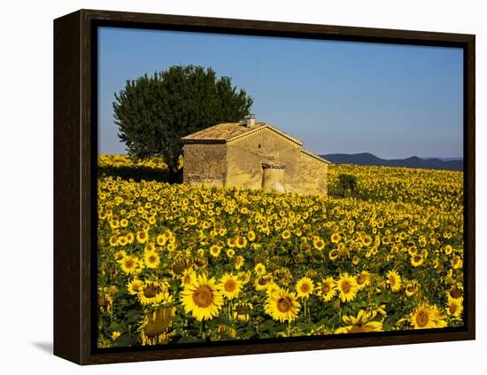 France, Provence, Old Farm House in Field of Sunflowers-Terry Eggers-Framed Premier Image Canvas