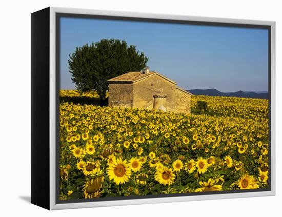 France, Provence, Old Farm House in Field of Sunflowers-Terry Eggers-Framed Premier Image Canvas