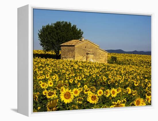 France, Provence, Old Farm House in Field of Sunflowers-Terry Eggers-Framed Premier Image Canvas