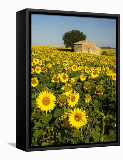 France, Provence, Old Farm House in Field of Sunflowers-Terry Eggers-Framed Premier Image Canvas