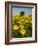 France, Provence, Old Farm House in Field of Sunflowers-Terry Eggers-Framed Photographic Print