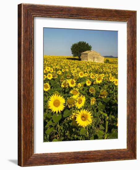 France, Provence, Old Farm House in Field of Sunflowers-Terry Eggers-Framed Photographic Print