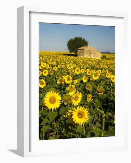 France, Provence, Old Farm House in Field of Sunflowers-Terry Eggers-Framed Photographic Print